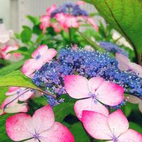 *紫陽花*,GS日和,季節のお花,休日を楽しむ♪,自然の癒しの画像