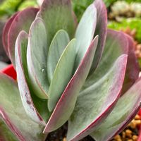 デザートローズ,多肉植物癒し,屋外放置仲間,多肉植物ラブ,花のある暮らしの画像