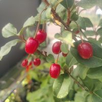 ナツグミ,チームスヌーNo.56,盆栽仁義,戦争反対,チームスヌー特効隊長の画像