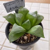 ハオルチア,ハオルチア レツーサ,寿宝殿,多肉植物,鉢植えの画像