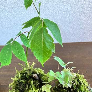 クルミの殻,部屋の中,アイビー❇︎,苔玉作り,苔玉の画像