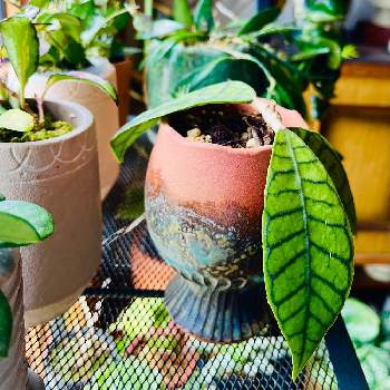 ホヤ・カリストフィラ,垂れ下がる植物,観葉植物,室内,ホヤの画像