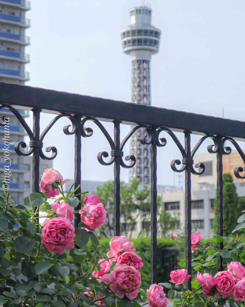 ヒガ君さんの港の見える丘公園への投稿