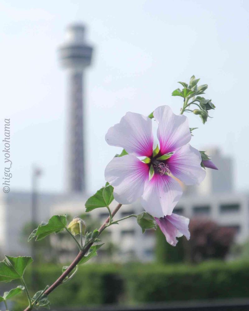 ヒガ君さんの港の見える丘公園への投稿