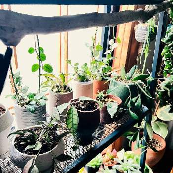 ホヤ♡,ハオルチア,垂れ下がる植物,観葉植物,室内の画像