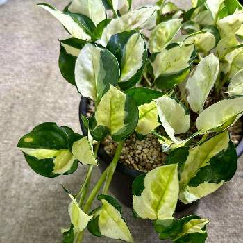 ポトスグローバル,みどりのある暮らし,観葉植物,ポトス♪,きれいの画像