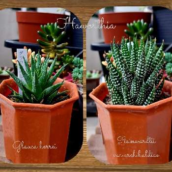 ブルゲリ,多肉植物,メセン,実生,植物のある暮らしの画像