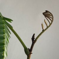 エバーフレッシュ,観葉植物,おうち園芸,美しい,水滴の画像