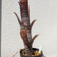 観葉植物,ビルベルギア属, ビルベルギア   の画像