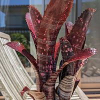 観葉植物, ビルベルギア   ,ビルベルギア属の画像