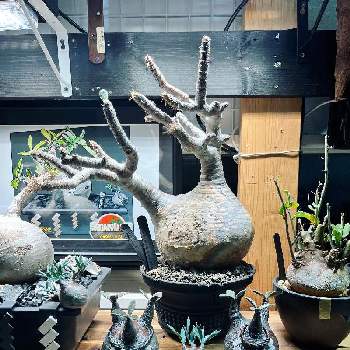 ドライガーデン,福岡,観葉植物,北九州市,アデニア　スピノーサの画像