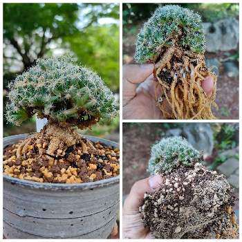 コーデックス,塊根植物,メセンの画像