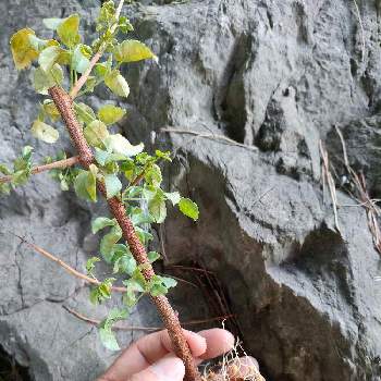 コーデックス,塊根植物,灌木系コーデックスの画像