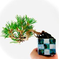 クロマツ,オシャレ,かわいい鉢,カワユイ,ミニ盆栽の画像