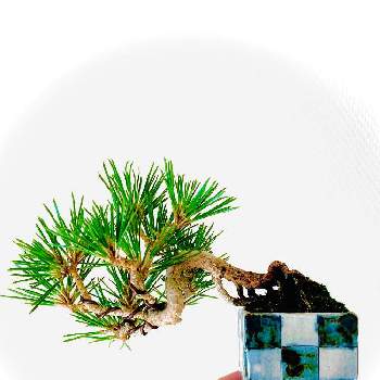 クロマツ,オシャレ,かわいい鉢,カワユイ,ミニ盆栽の画像