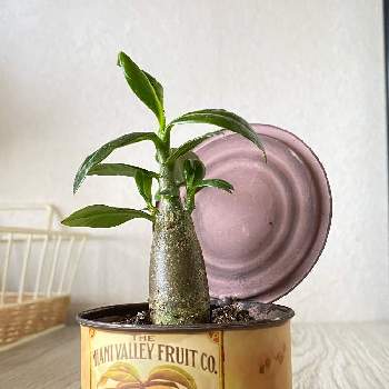 アデニウム,グリーンのある暮らし,植物のある暮らし,多肉植物,塊根植物の画像