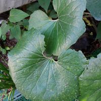 ツワブキの画像