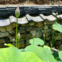 手作り,石垣,人との出会い,茶碗蓮栽培,縁起物の画像