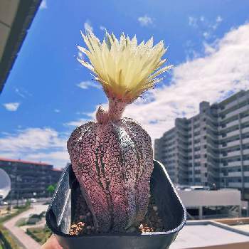 多肉植物,観葉植物,多肉大好き,サボテン アストロフィツム,植物の画像