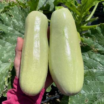 自然暮らし,ミニトマト♥,プランター野菜,カゴメのトマト苗,ベランダガーデニングの画像