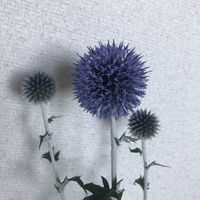 ルリタマアザミの画像