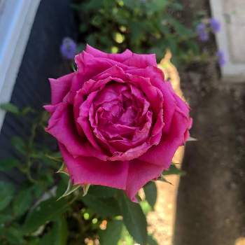 ホーカスポーカス・コルダナ,ミニバラの画像