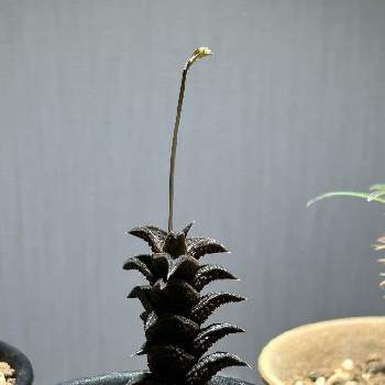ハオルチア,ハオルチア　ニグラ,ニグラ,多肉植物,ハオルチア属の画像