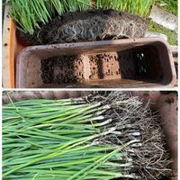 ネギ,下仁田ネギ,家庭菜園,苗作り,種からの画像