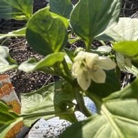 パプリカ,家庭菜園,夏野菜,畑の画像