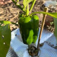 パプリカ,家庭菜園,夏野菜,畑の画像