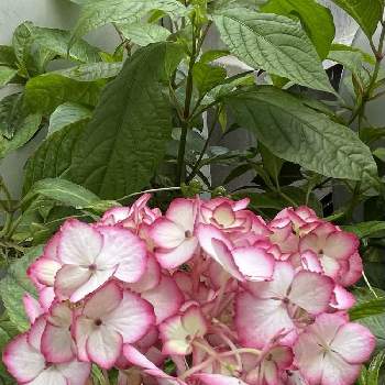 アジサイBENI,紫陽花　あじさい　アジサイ,多肉植物,多肉の寄せ植え,多肉大好きの画像