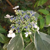 ガクアジサイの画像