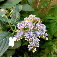 ガクアジサイの画像