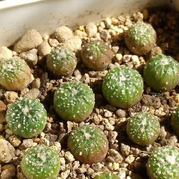 兜丸,多肉植物,さぼてんさぼさぼ,サボテン科,種からさぼちゃんずの画像