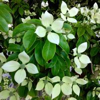 ヤマボウシの画像