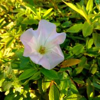 ヒルガオの画像