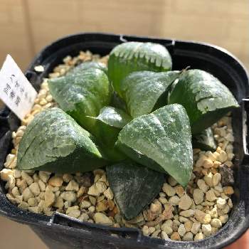 ハオルチア,阿寒湖,多肉植物,部屋の中,緑のある暮らしの画像