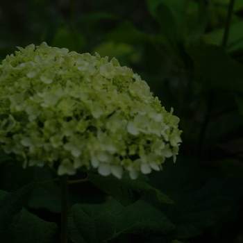 多肉植物,サボテン科,観葉植物,おうち園芸,セダムセット希望の画像