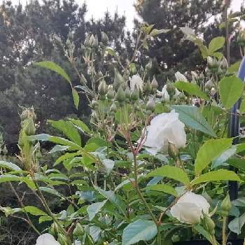 北国のバラ,北国の庭,バラが好き,花のある暮らし,バラを楽しむの画像