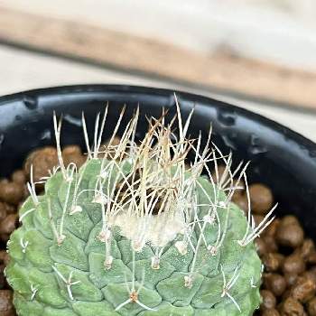 多肉植物,着生植物,ディッキア,刺中毒,ユッカ属の画像
