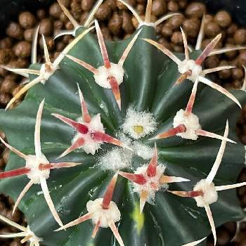 多肉植物,着生植物,ディッキア,刺中毒,ユッカ属の画像
