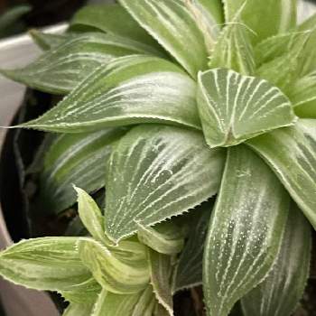ハオルシア,多肉植物,今日のお花,窓辺の画像