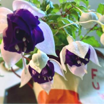 フクシア,ガーデニング,フクシア♡,咲いた 開いた,花のある暮らしの画像