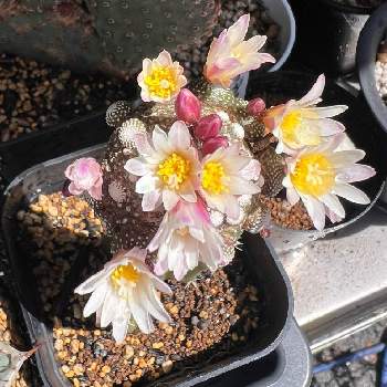 小露玉,開花, サボテンの画像