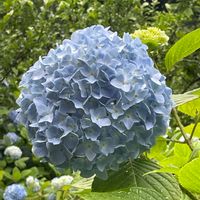 アジサイ,野草,山野草,ハイキング,散歩の画像