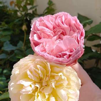 WABARA,ばら バラ 薔薇,お花が好き,薔薇愛同盟,私の小庭の画像