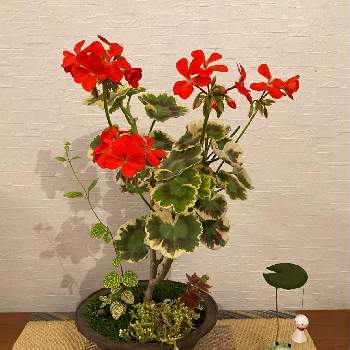 ゼラニウム　マカロンシリーズ,モミジバゼラニウム,ハニーサックル,イワヒバ,挿し芽の画像
