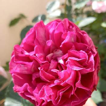 WABARA,ばら バラ 薔薇,お花が好き,薔薇愛同盟,私の小庭の画像