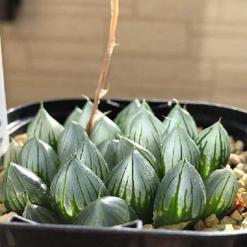 ハオルチア,ブラッククーペリー,多肉植物初心者,多肉植物,部屋の中の画像