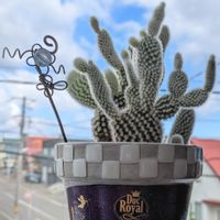 バニーカクタス,多肉植物,毎月3日は耳の日,さぼてん,ハンドメイドfumi fumiの画像